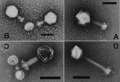 Las mejores Más sobre microscopio electronico poros nucleares Más sobre microscopio óptico cariograma Más sobre microscopio electronico mitocondrias microscopio electronico fago t4