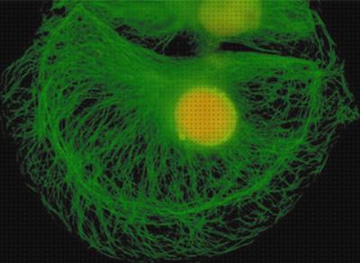 ¿Dónde poder comprar fluorescencia microscopio electronico fluorescencia?