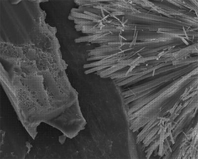 Las mejores microscopio electronico geologia