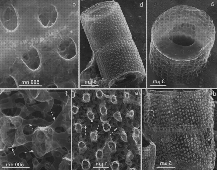 Mejores 26 microscopios electronicos grafenos