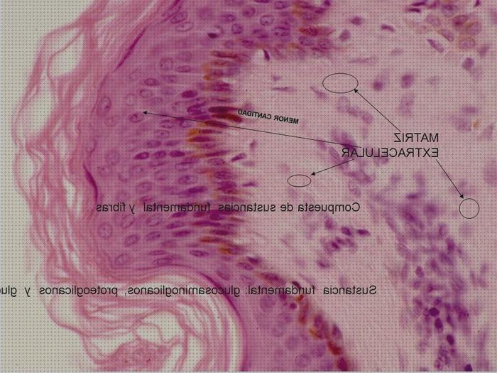 Las mejores marcas de microscopio electronico matriz extracelular