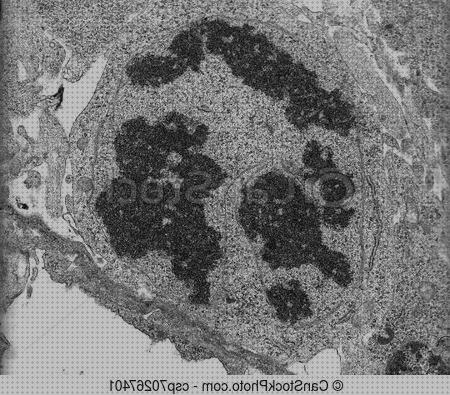 ¿Dónde poder comprar microscopio electronico mitossi?