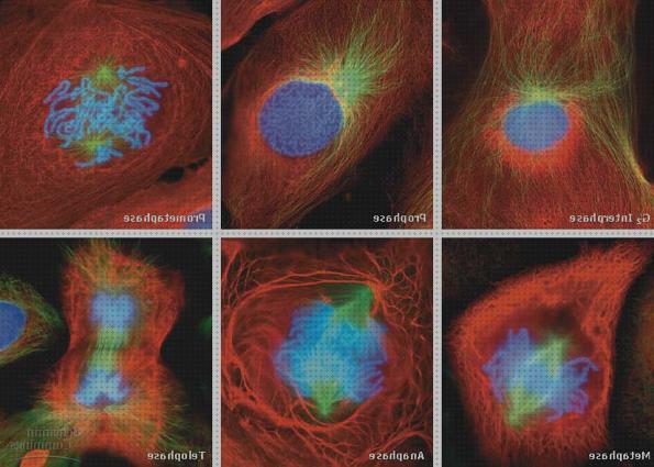 Las mejores microscopio electronico mitossi