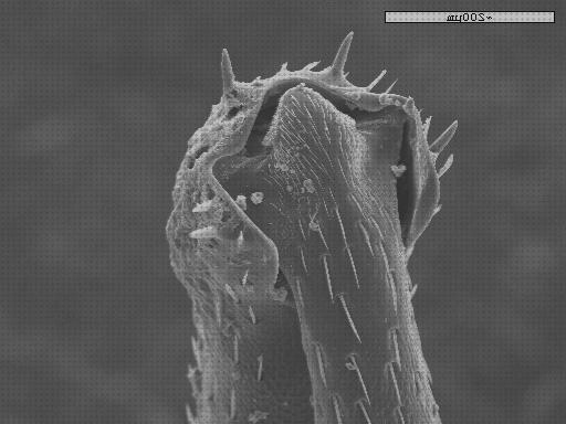 ¿Dónde poder comprar microscopio electronico moco?