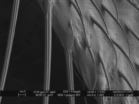 Las mejores microscopio electrónico mosca