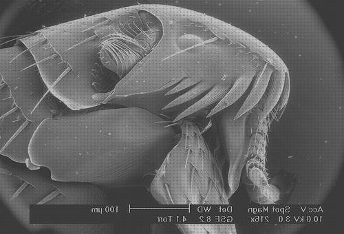 ¿Dónde poder comprar microscopio electronico nematodos?