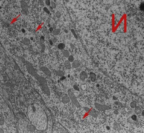 ¿Dónde poder comprar microscopio electronico nucleo y reticulo?