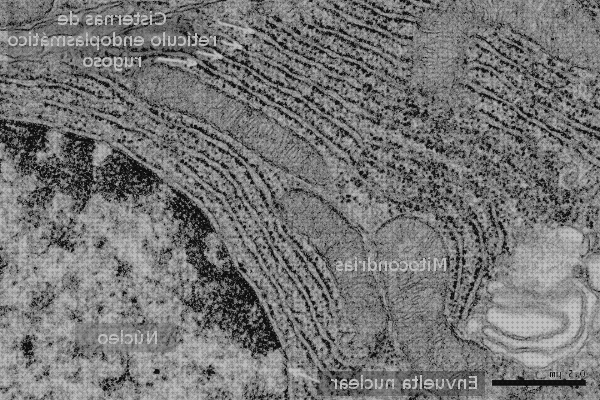 Opiniones de los 18 mejores Microscopios Electronicos Nucleo Y Reticulo