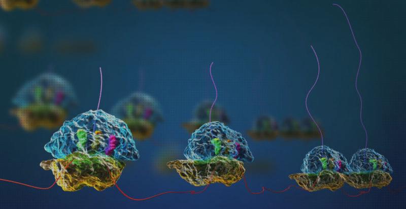 ¿Dónde poder comprar microscopio electronico nucleo yribosomas?