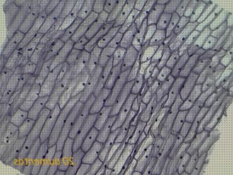 ¿Dónde poder comprar microscopio electronico optico cebolla?