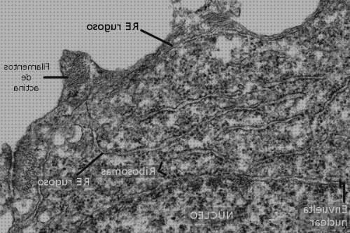 Las mejores marcas de microscopio electronico rel