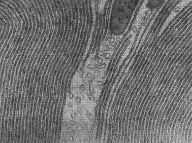 ¿Dónde poder comprar microscopio electronico microscopios microscopio electronico reticulo?