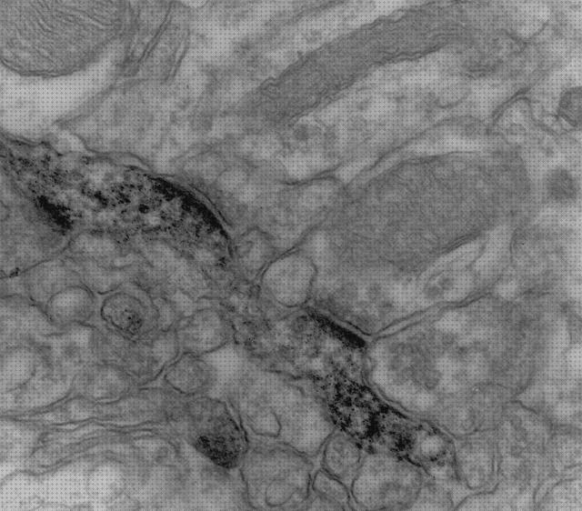 ¿Dónde poder comprar microscopio electronico sinapsis química?