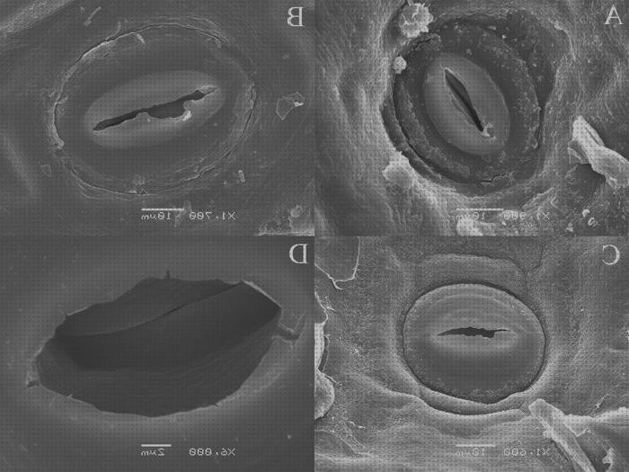 ¿Dónde poder comprar microscopio electronico sombras?