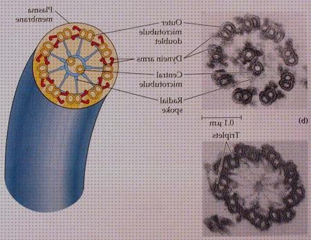 ¿Dónde poder comprar microscopio electrónico undulipodio?