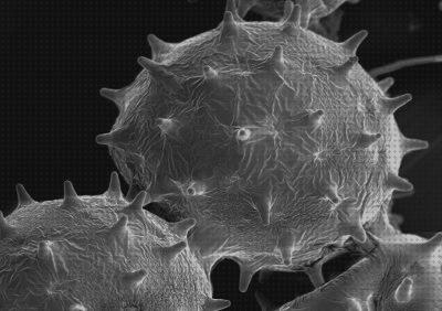 Las mejores electrónicos microscopios microscopio electronico utilidad