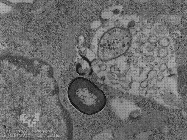 ¿Dónde poder comprar microscopio electronico y biologia molecular?