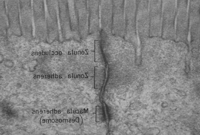 Los mejores 22 Microscopios Electronicos Zonula Occludens