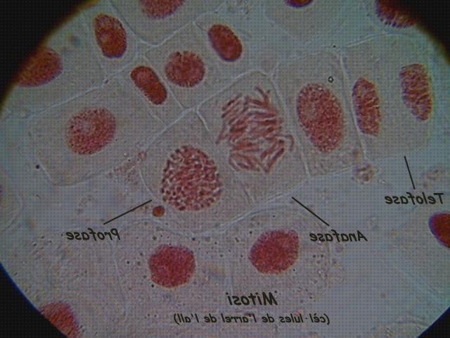 ¿Dónde poder comprar optica microscopio optica mitosis?