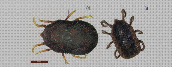 19 Mejores microscopios optico argasidae bajo análisis