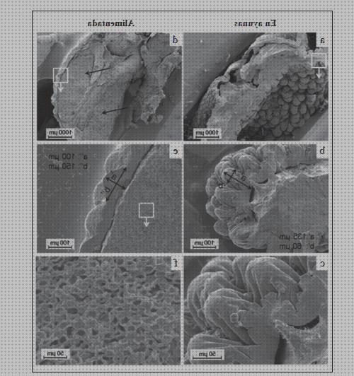 ¿Dónde poder comprar microscopio optico argasidae?