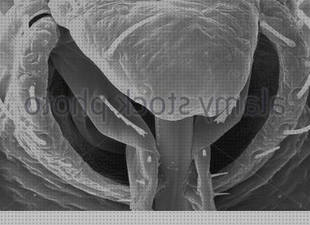 Las mejores cimex microscopio optico cimex lectularius cabeza