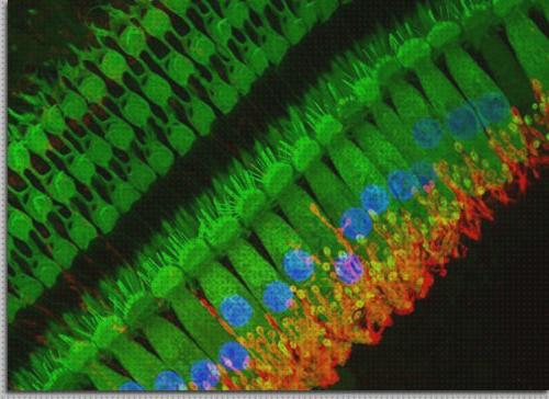 ¿Dónde poder comprar microscopio optico coclea?