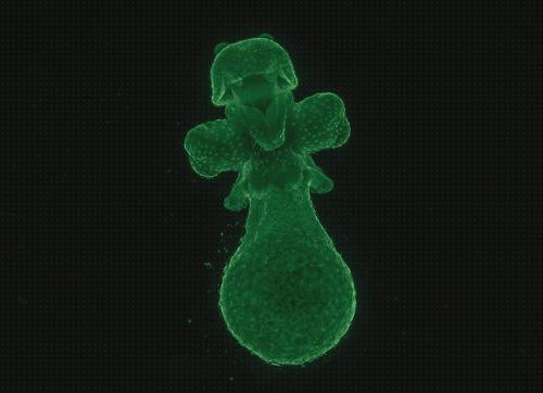 Las mejores fluorescencia microscopio óptico compuesto de fluorescencia