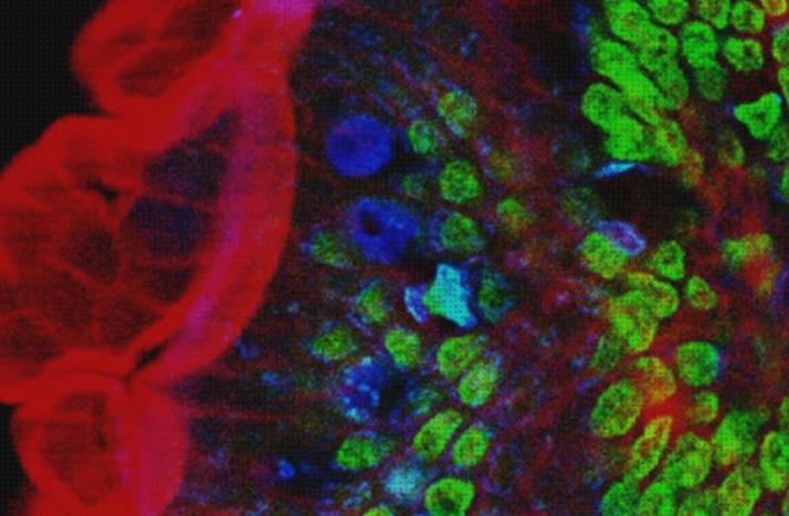 TOP 25 microscopios optico fotones bajo análisis