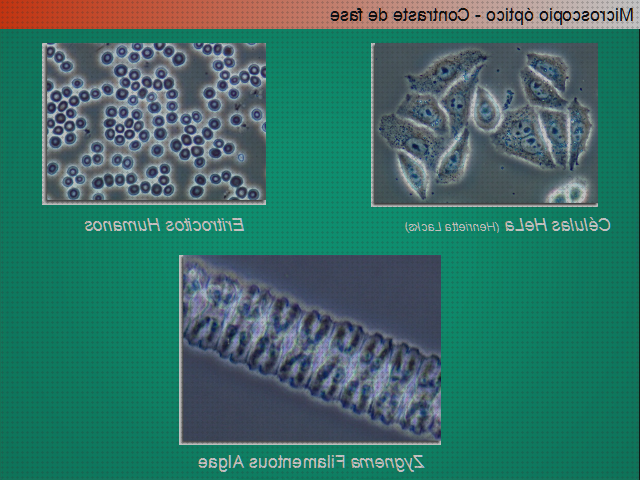 TOP 24 microscopios optico hela para comprar