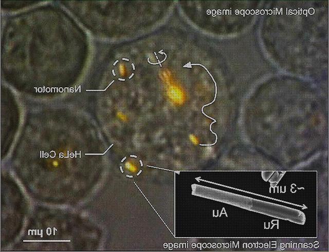 ¿Dónde poder comprar microscopio optico hela?