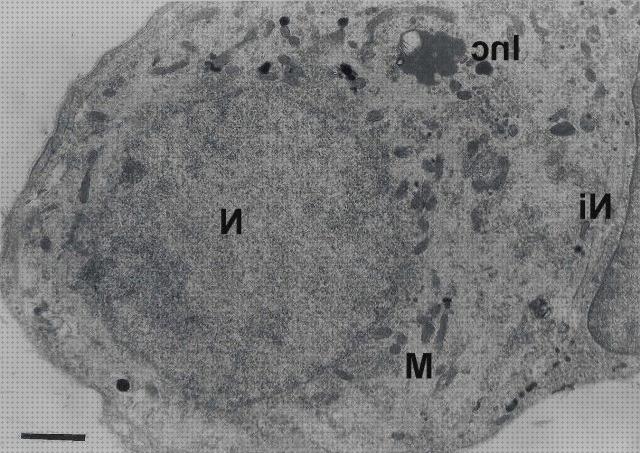 ¿Dónde poder comprar microscopio optico inclusion citoplasmatica?