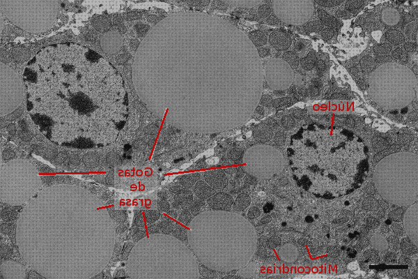 Opiniones de los 17 mejores Microscopios Optico Inclusiones Citoplasmatica