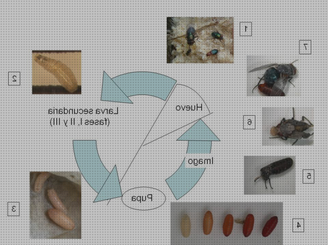 Las mejores marcas de calliphora microscopio optico larva calliphora