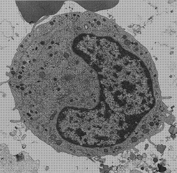 Los 30 Mejores microscopios optico monocito