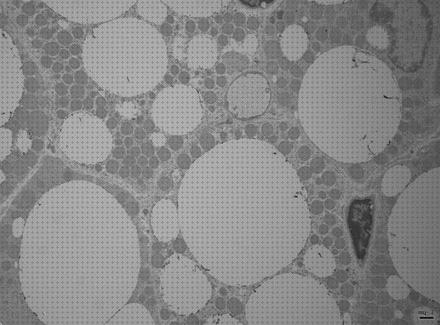 ¿Dónde poder comprar microscopio optico multiocular?