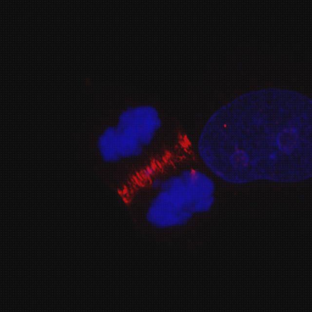 Las mejores microscopio optico nis