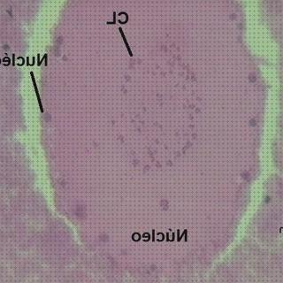 TOP 16 microscopios ópticos nucleos