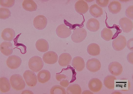 ¿Dónde poder comprar plasmodium microscopio optico plasmodium?