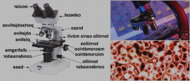 Los 30 Mejores Microscopios Optico Simples Y Compuestos