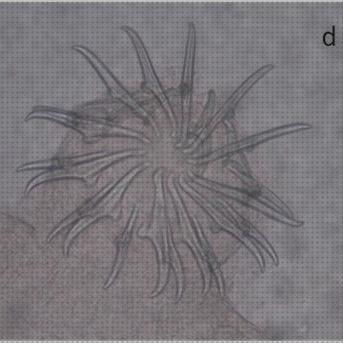 Las mejores microscopio optico tenia solium