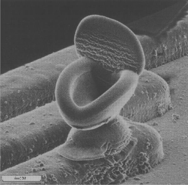 Los 13 Mejores Microscopios Optico Y Electronicos Micrografias