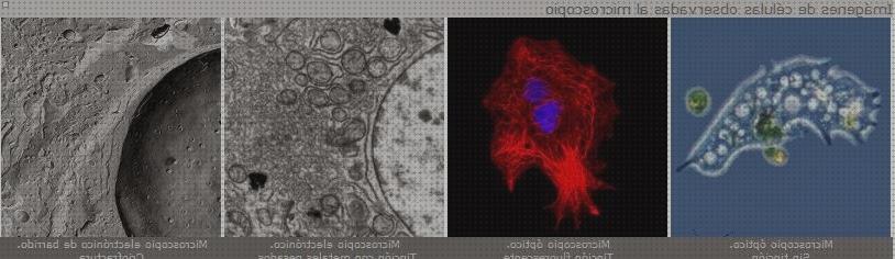 ¿Dónde poder comprar electrónicos ópticos microscopios microscopio optico y electronico selectividad?