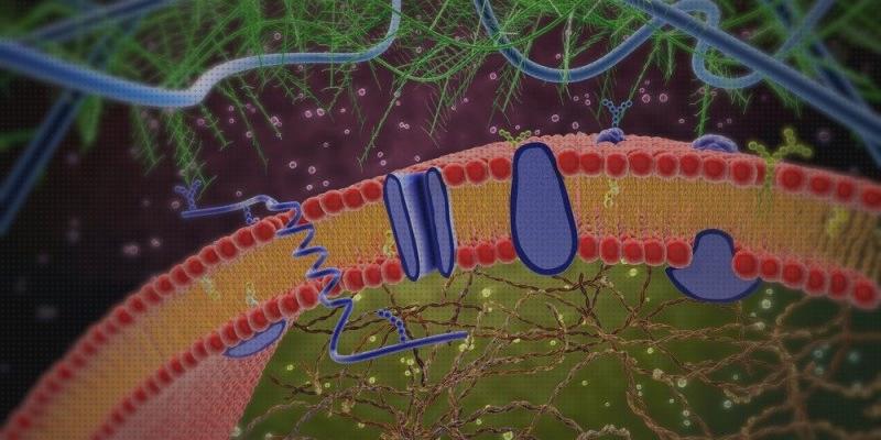 Los mejores 11 Microscopios Optico Y Electronicos Selectividades