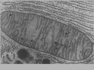 Las mejores marcas de mitocondria microscopio óptico mitocondria