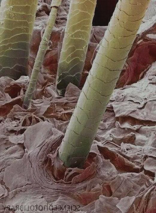 Las mejores marcas de barridos microscopios microscopio de barrido velcro