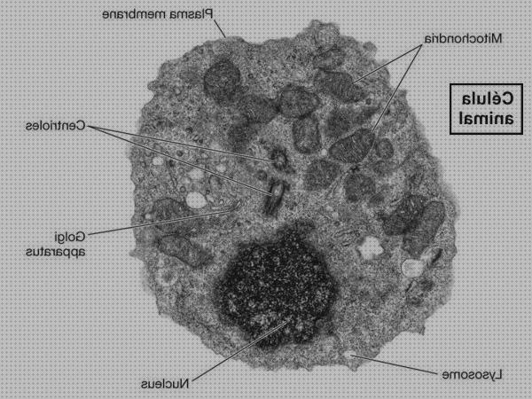 ¿Dónde poder comprar microscopio electronico aucariota animal?