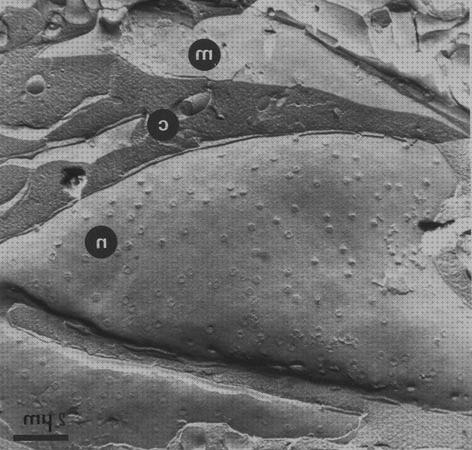 Las mejores marcas de electrónicos microscopios microscopio electronico axon