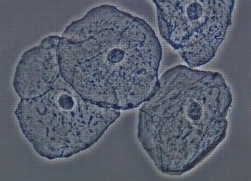 Las mejores marcas de microscopios microscopio celula animal