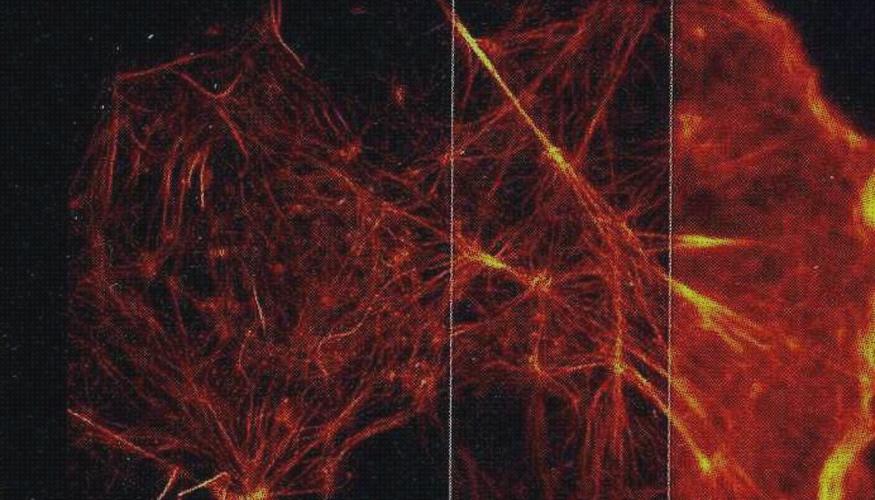 ¿Dónde poder comprar ópticos microscopios microscopio optico resolucion maxima?